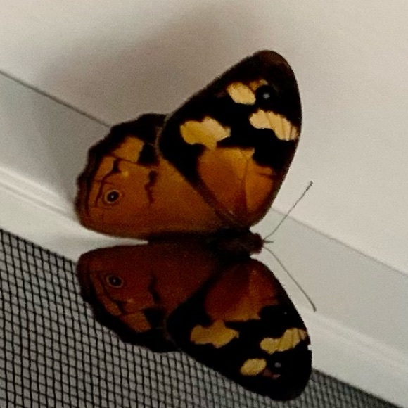 Meet your Posher, Francine - Picture 1 of 1